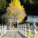 厳島神社（安芸高田市）の銀杏 2025年11月22日
