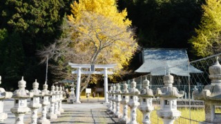 厳島神社（安芸高田市）の銀杏 2025年11月22日