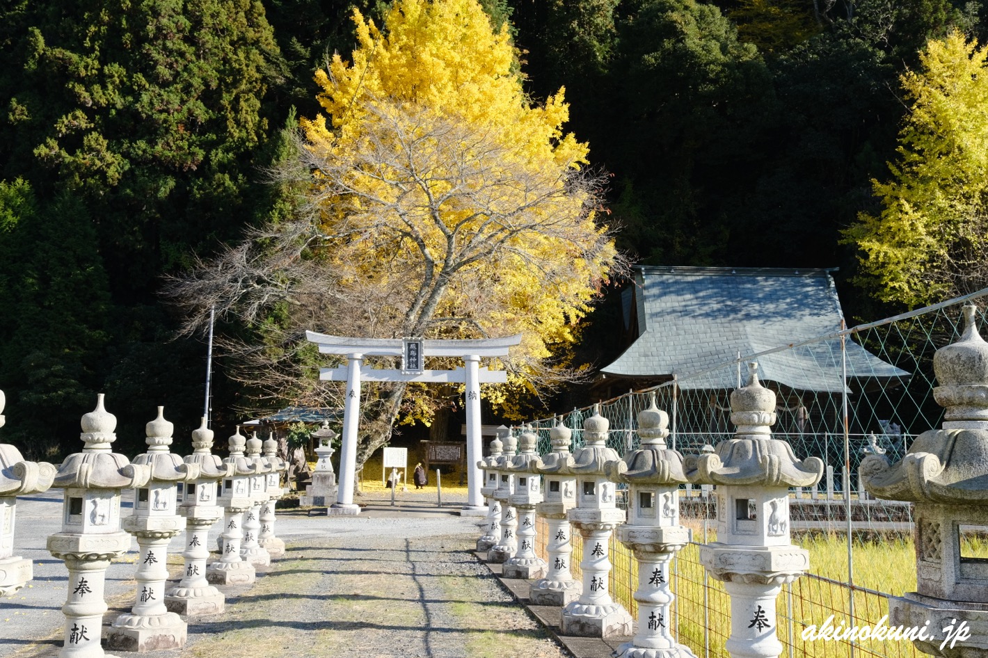 厳島神社(安芸高田市)の銀杏 2025年11月22日