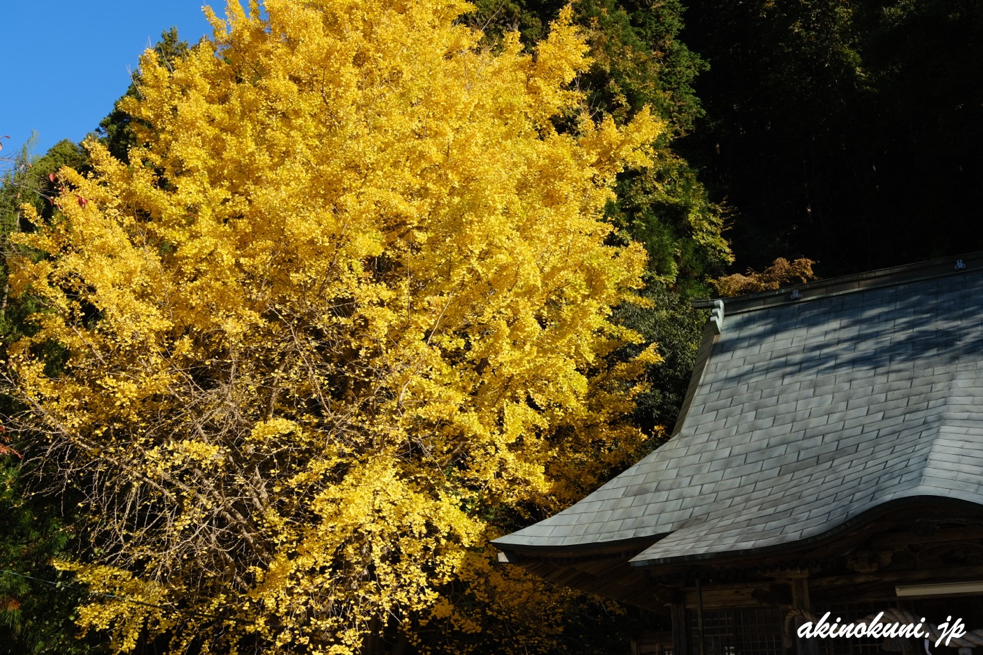 厳島神社(安芸高田市)の銀杏 2025年11月22日