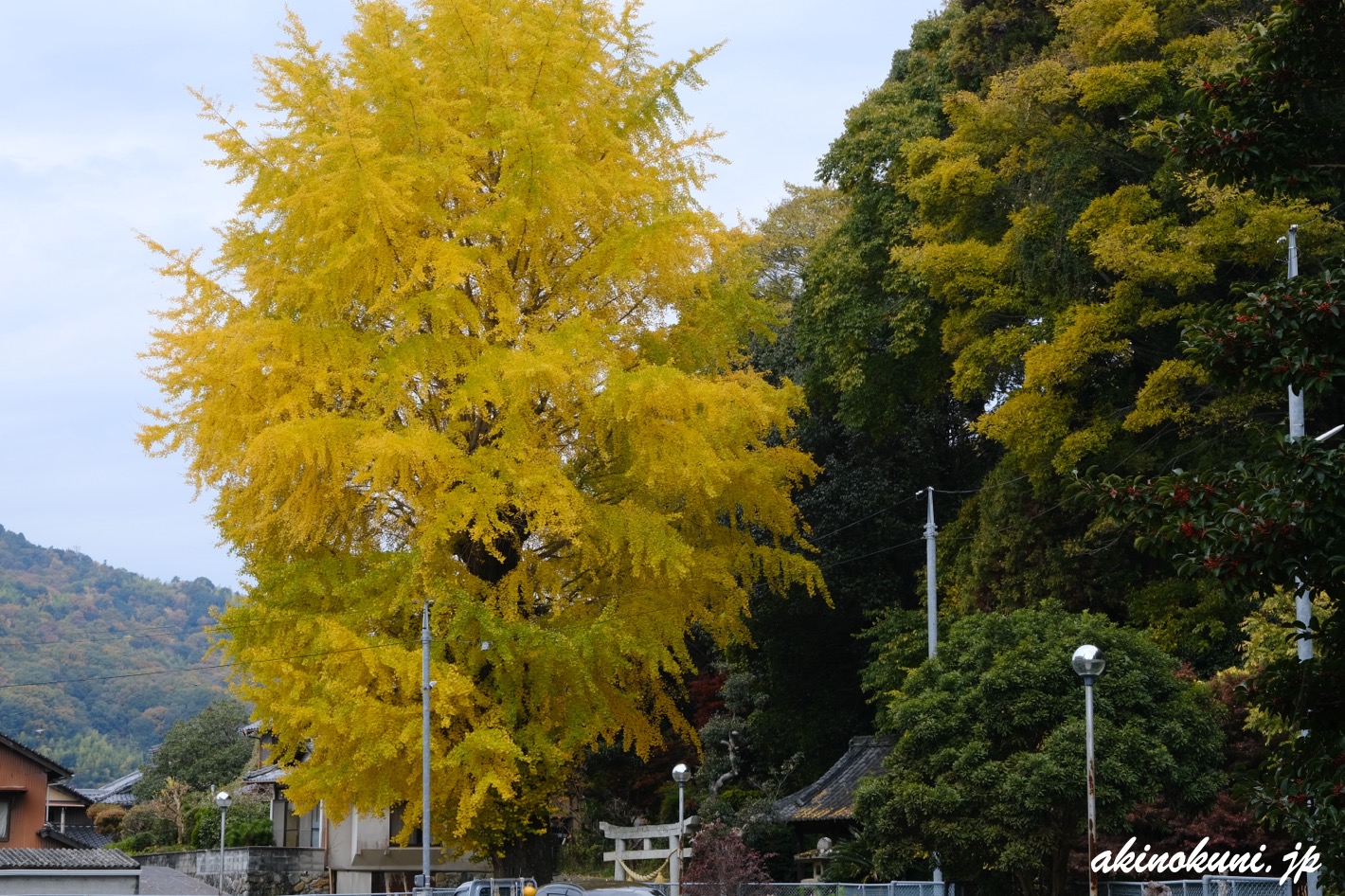 呉市安浦町の銀杏 2025年11月24日