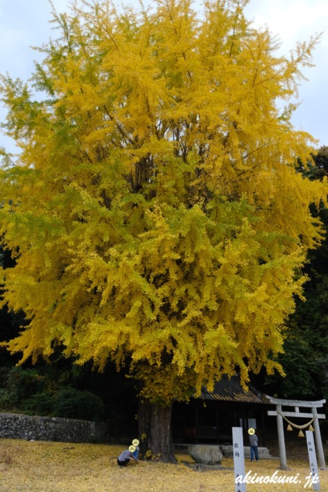 呉市安浦町の銀杏 2025年11月24日