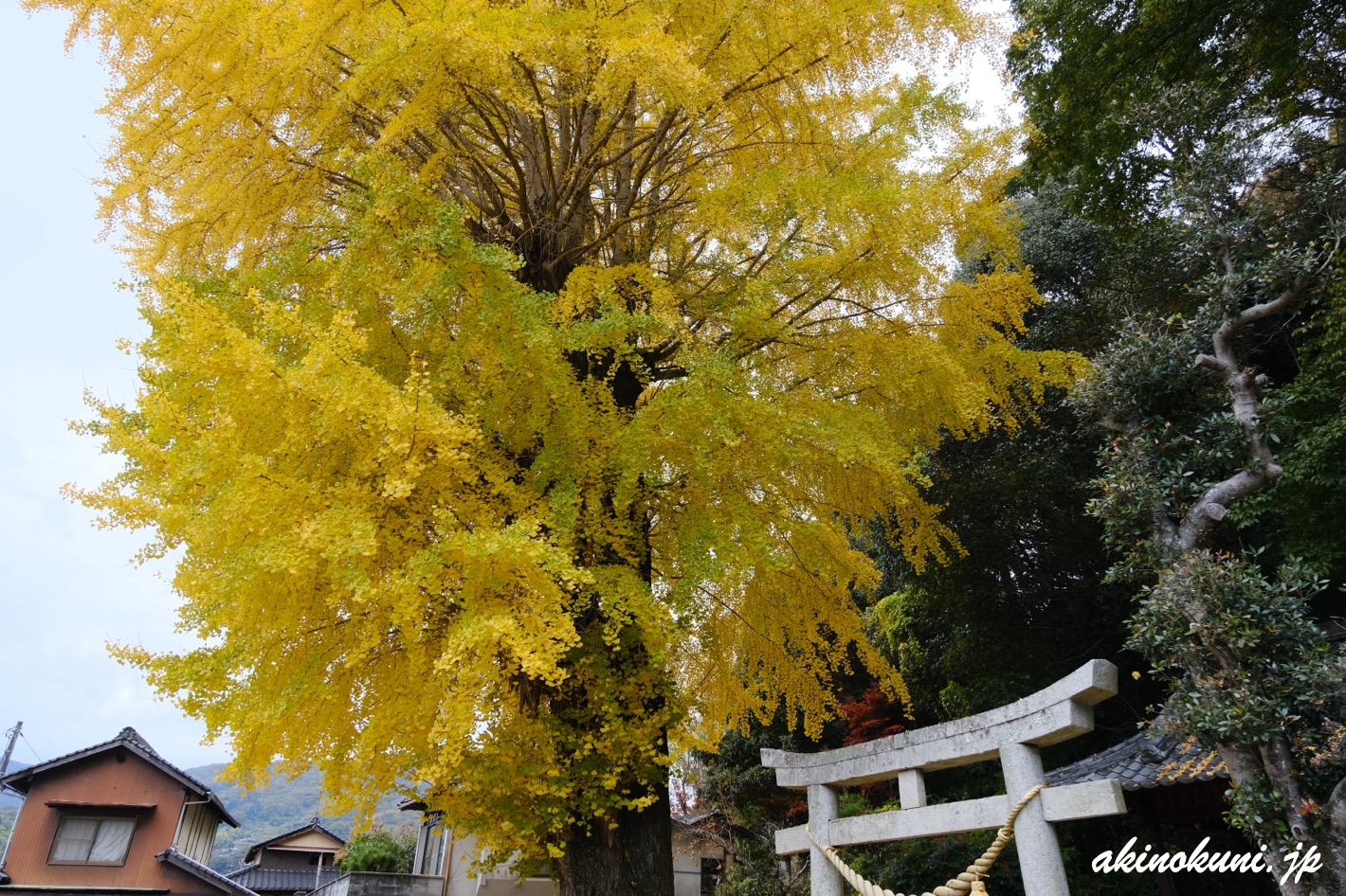 呉市安浦町の銀杏 2025年11月24日