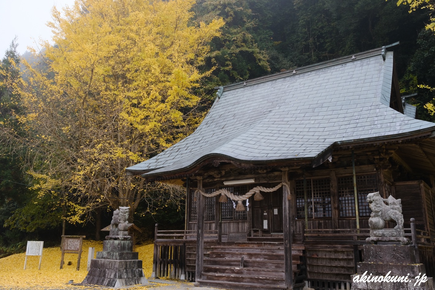 厳島神社(安芸高田市)の銀杏 2025年11月24日