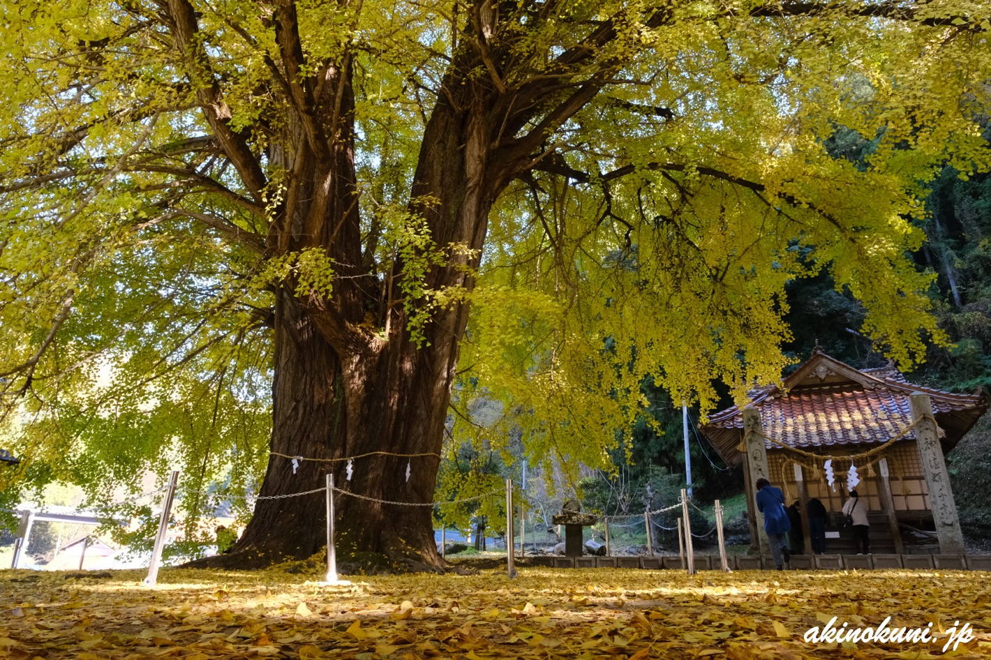 香淀迦具神社の大銀杏 2025年11月22日
