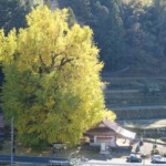 香淀迦具神社の大銀杏 2025年11月22日