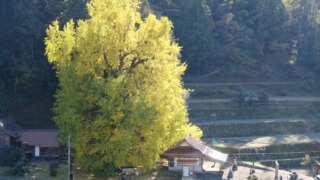 香淀迦具神社の大銀杏 2025年11月22日