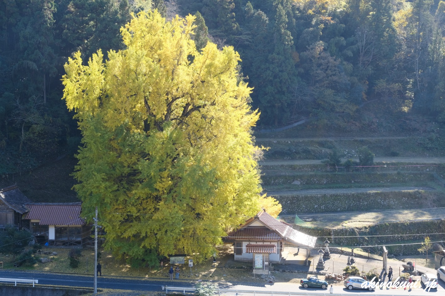 香淀迦具神社の大銀杏 2025年11月22日
