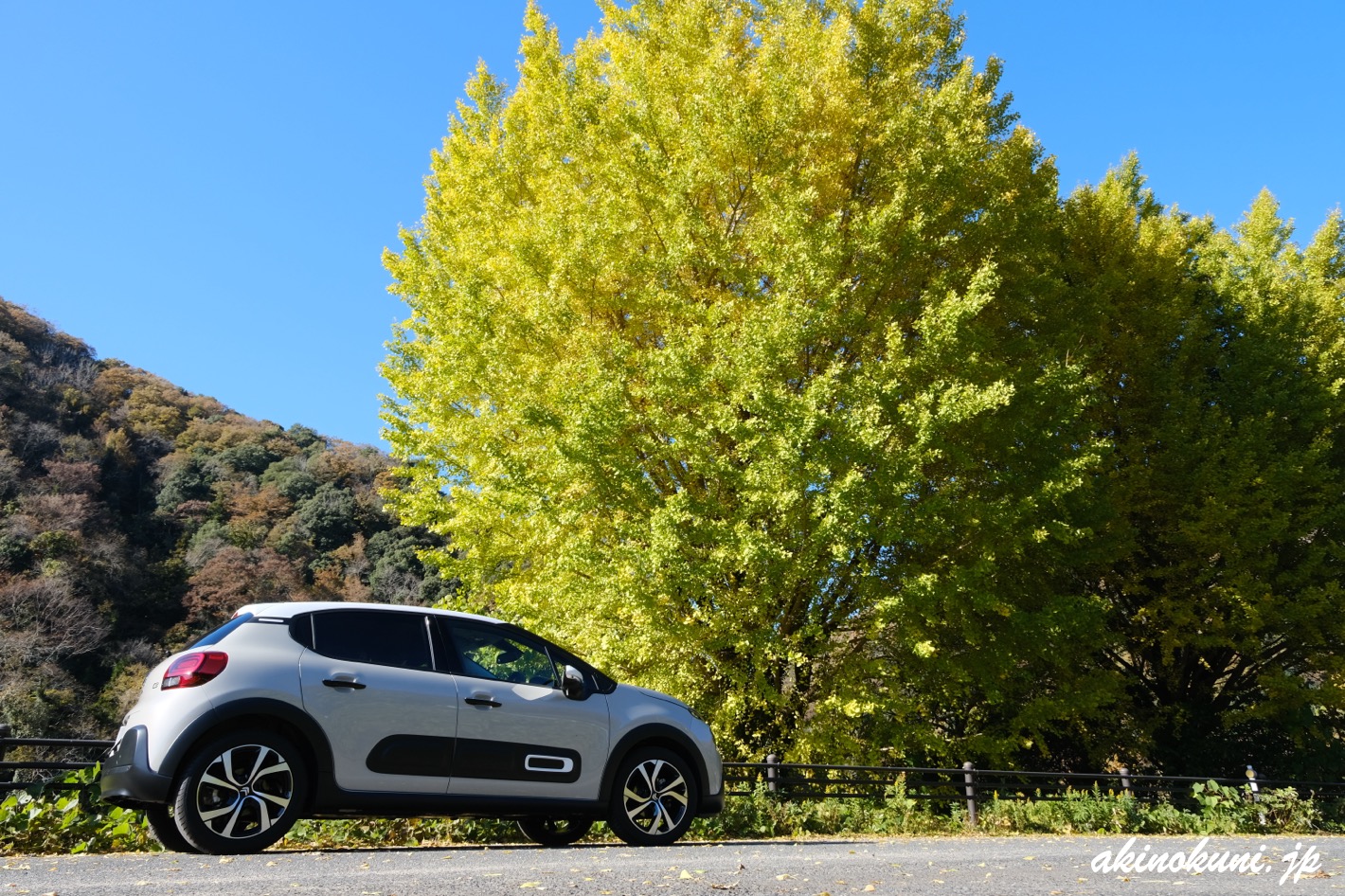 カヌー公園さくぎそばの銀杏 2025年11月22日