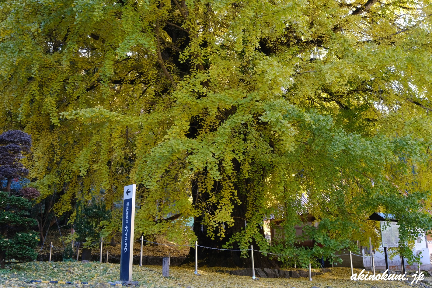 香淀迦具神社の大銀杏 2025年11月22日