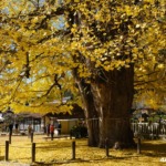 筒賀の大銀杏 2025年11月19日