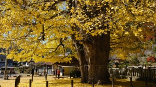 筒賀の大銀杏 2025年11月19日