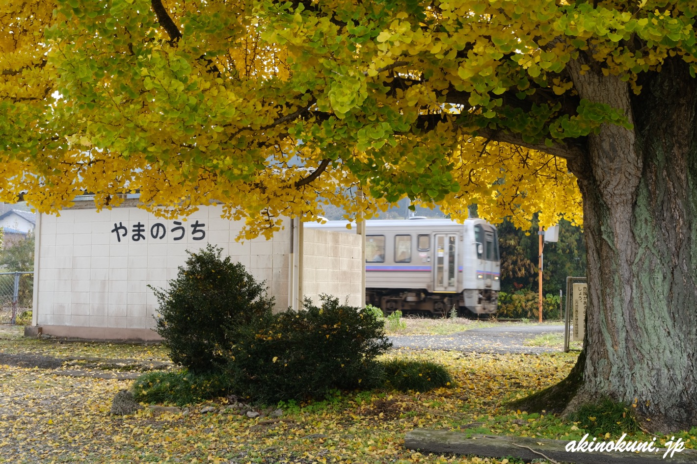 山ノ内駅の銀杏と355D 2025年11月15日