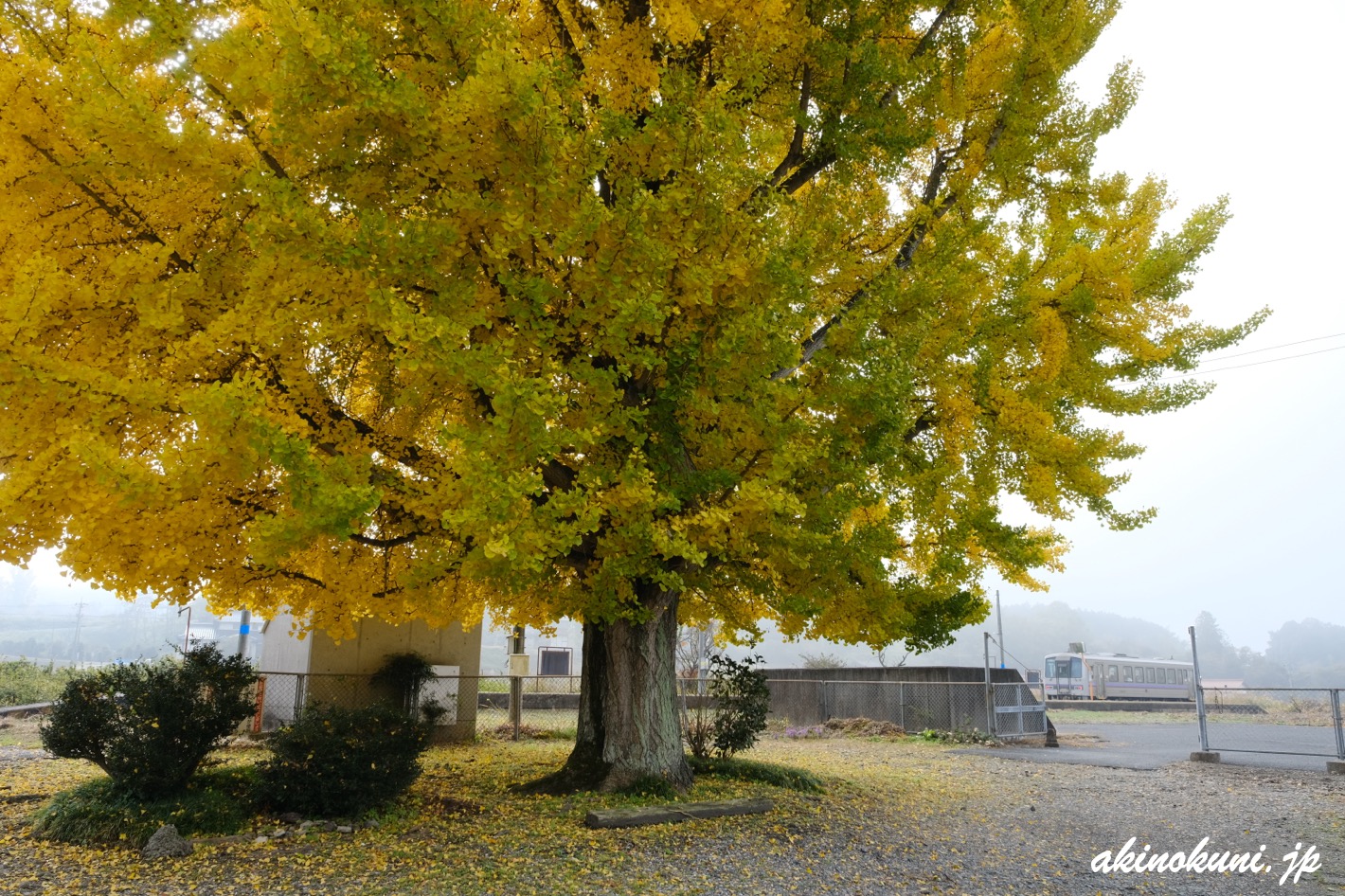 山ノ内駅の銀杏と355D 2025年11月15日