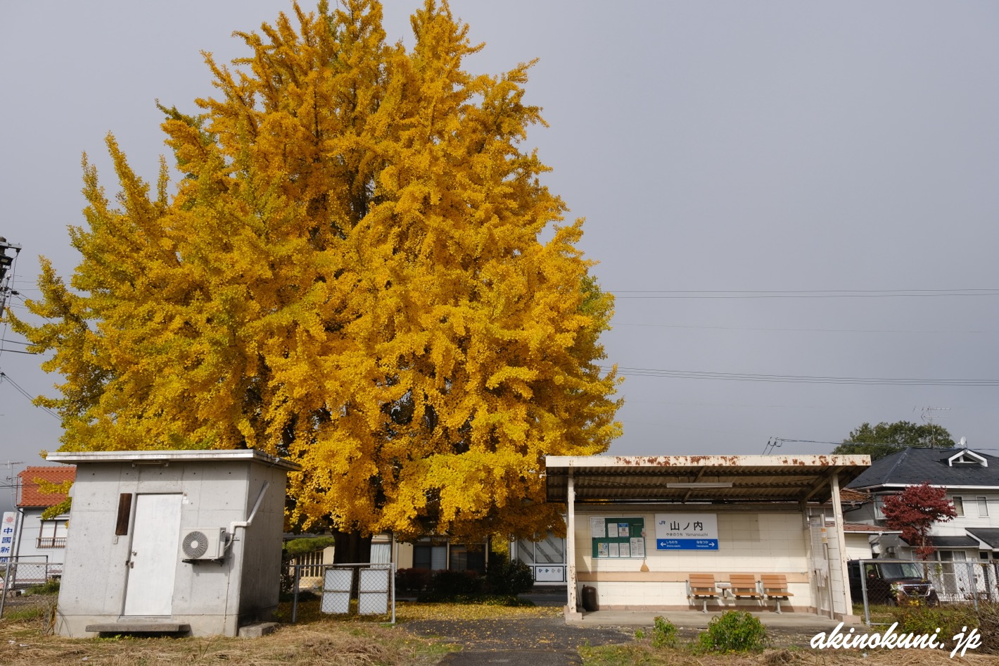 山ノ内駅の銀杏 2025年11月15日