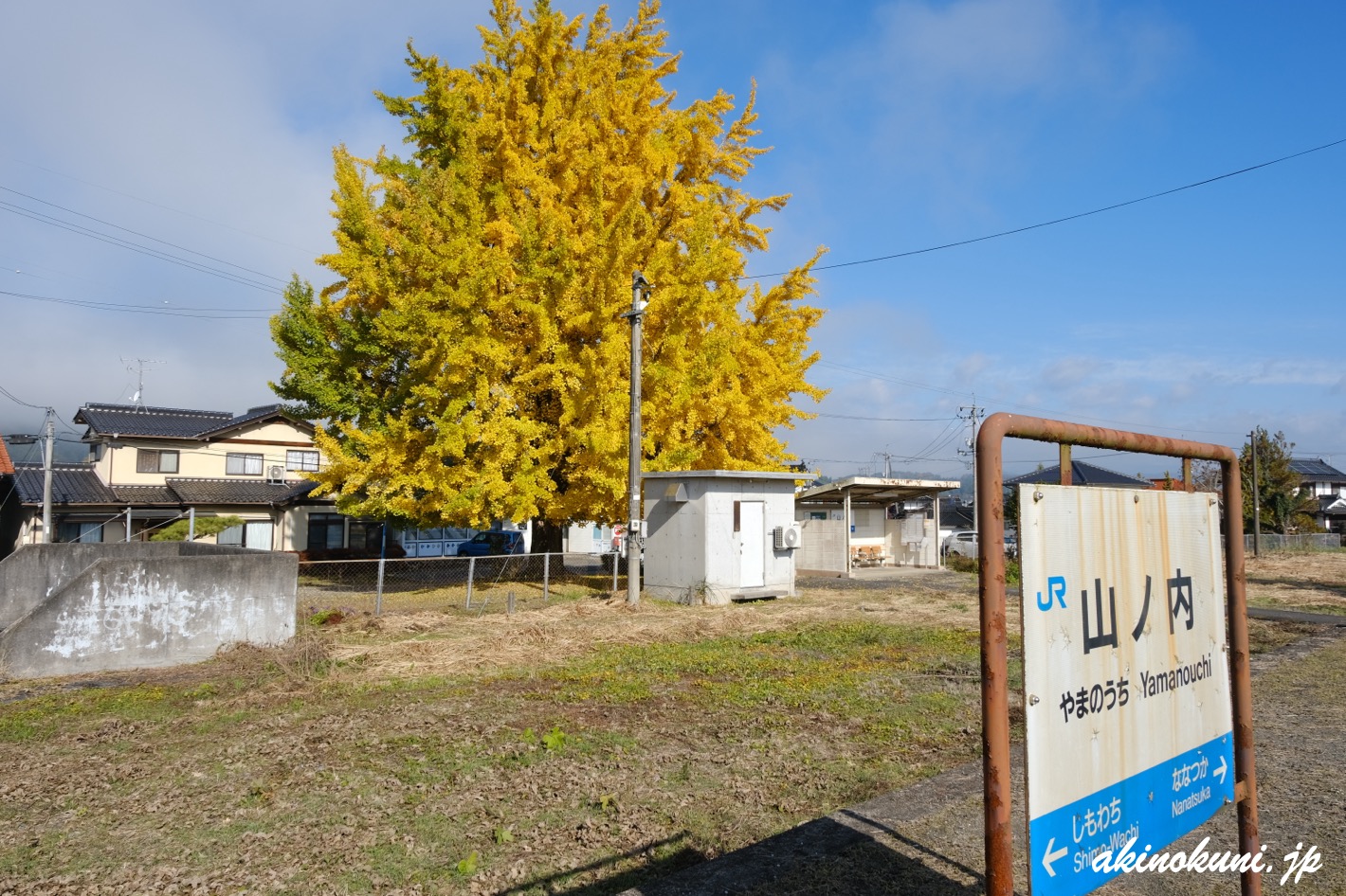 山ノ内駅の銀杏 2025年11月15日