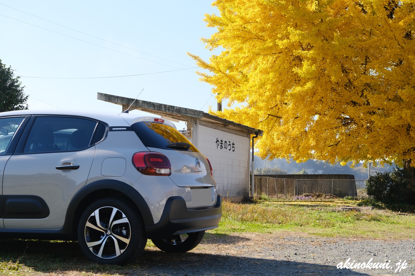 山ノ内駅の銀杏とC3さん 2025年11月15日