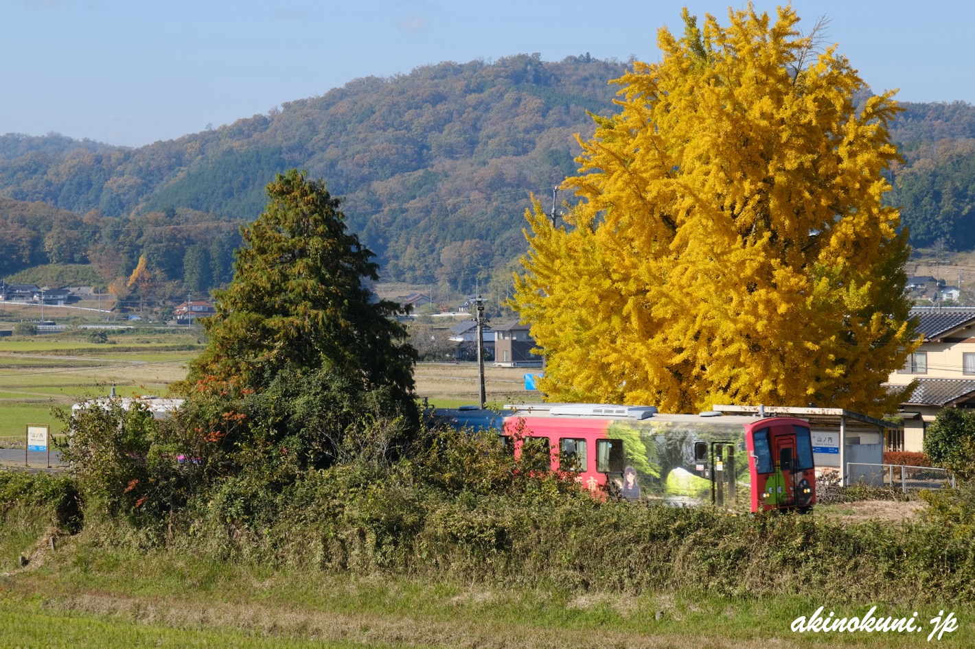 山ノ内駅の銀杏と庄原ライナー 2025年11月15日