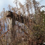 Thumbnail of new posts 187