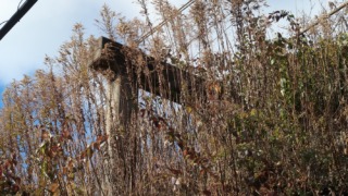 Thumbnail of post image 035