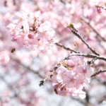 大芝島の河津桜 2026年2月21日