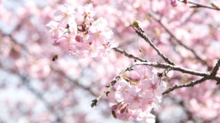 大芝島の河津桜 2026年2月21日