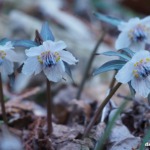 総領町のセツブンソウ 2026年2月23日