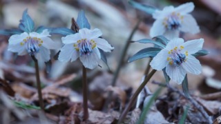 総領町のセツブンソウ 2026年2月23日