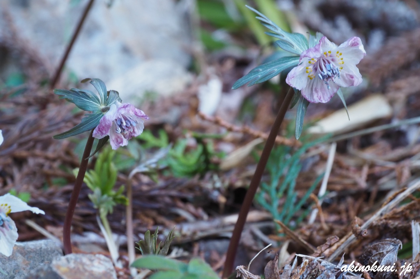 総領町のセツブンソウ 2026年2月23日