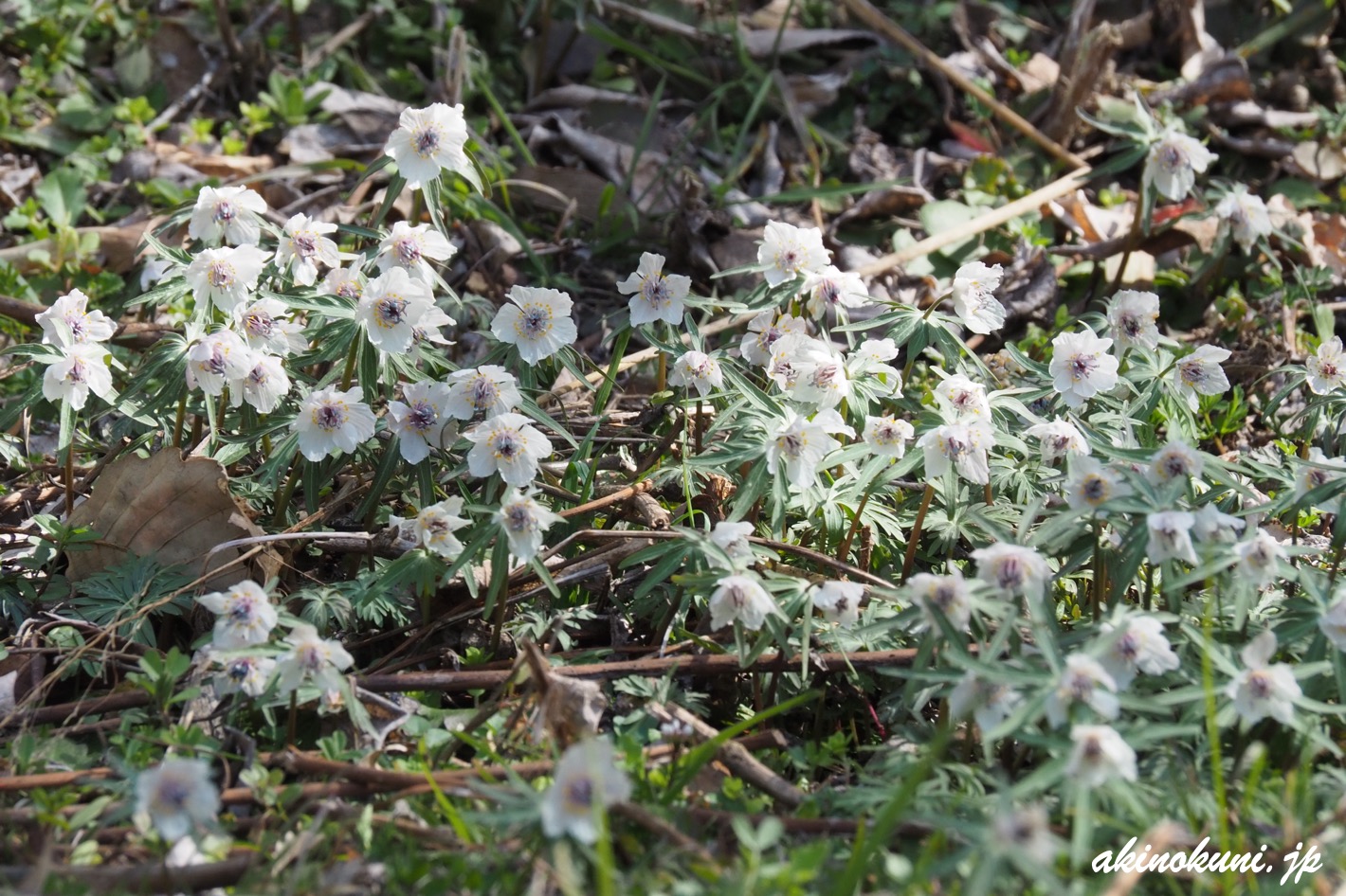 総領町のセツブンソウ 2026年2月23日