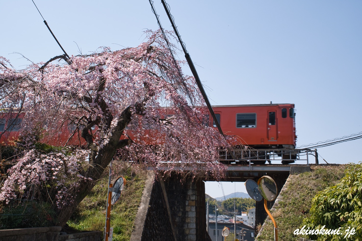 戸坂数甲の桜 2026年3月21日