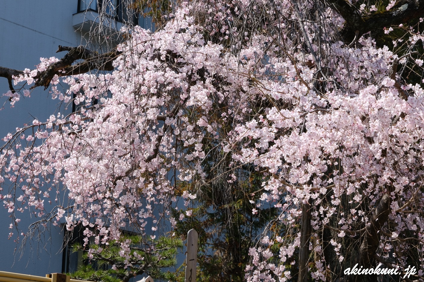 持明院の枝垂れ桜 2026年3月21日