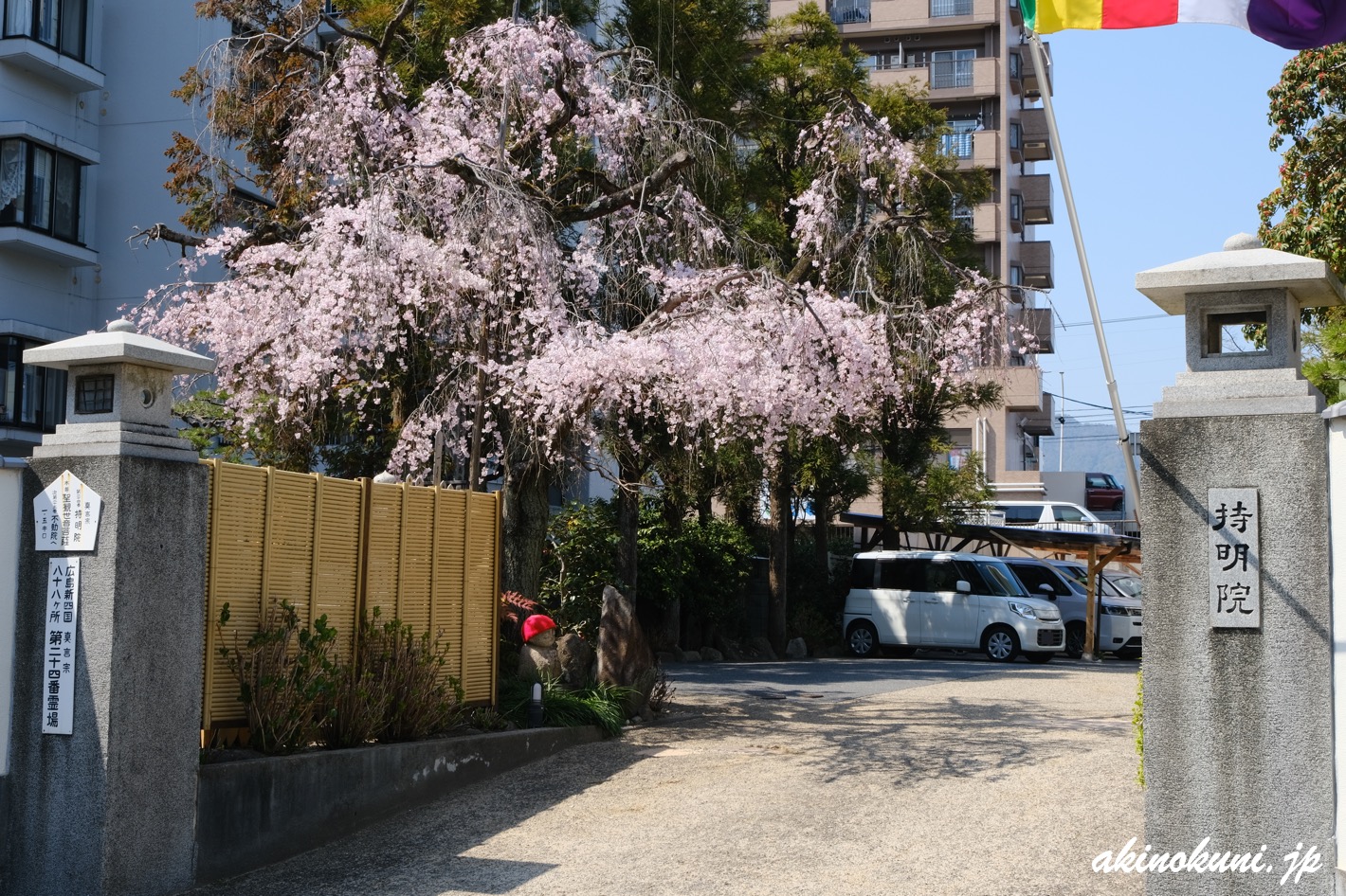 持明院の枝垂れ桜 2026年3月21日