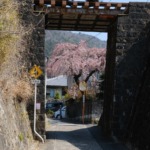 戸坂数甲の桜 2026年3月21日