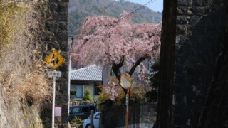 戸坂数甲の桜 2026年3月21日