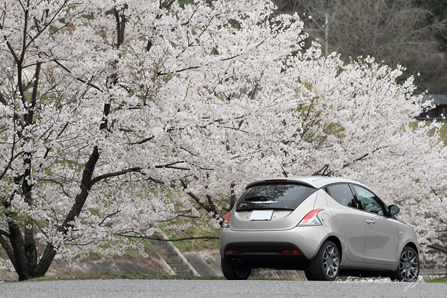 イプシロンと桜 00