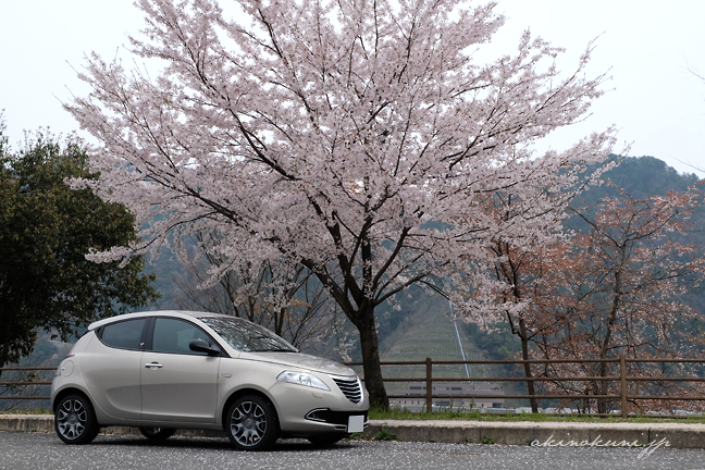 イプシロンと桜 01