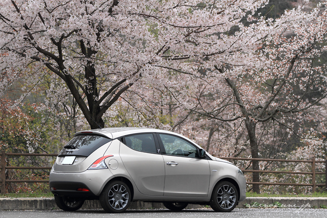 イプシロンと桜 02