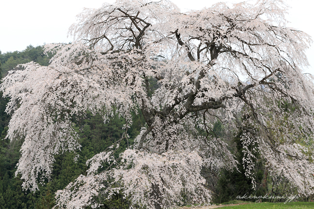 与一野のしだれ桜 １