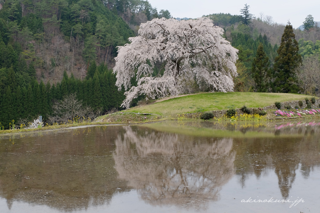 与一野のしだれ桜 水鏡できず