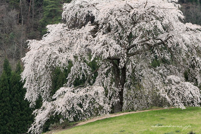 与一野のしだれ桜 ３