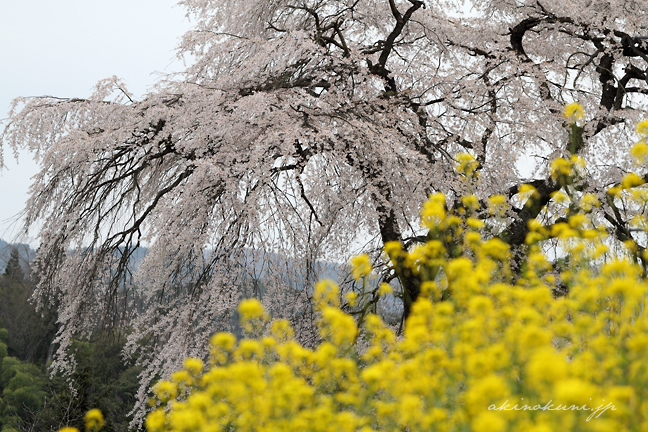 与一野のしだれ桜と菜の花 ピントは桜