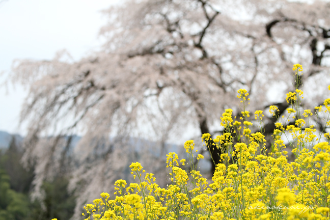 与一野のしだれ桜と菜の花 ピントは菜の花