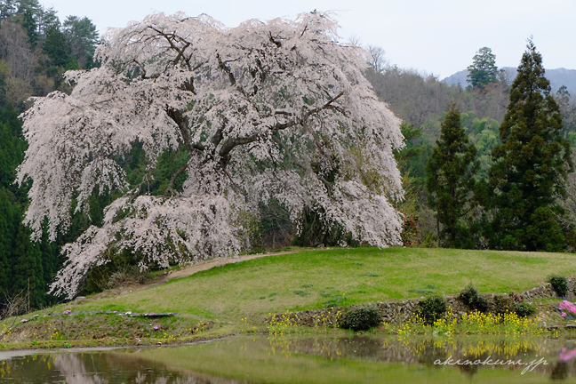 与一野のしだれ桜 田んぼと