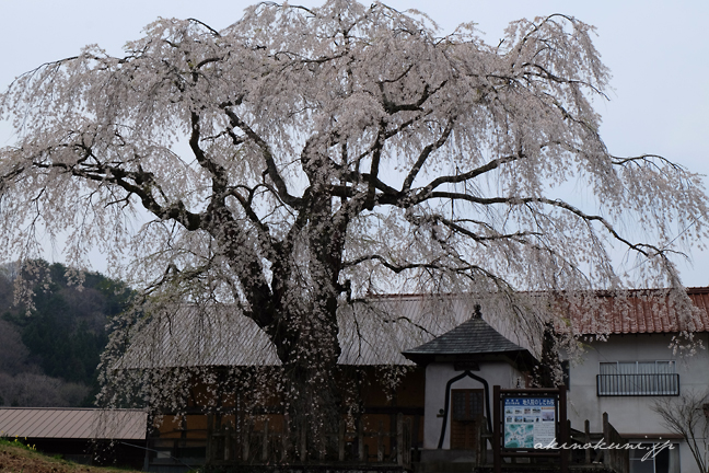 地久院のしだれ桜 道路から