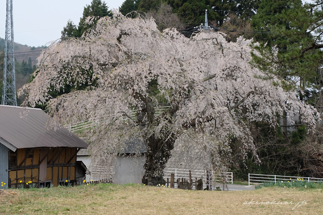 地久院のしだれ桜 従軍記念碑側から