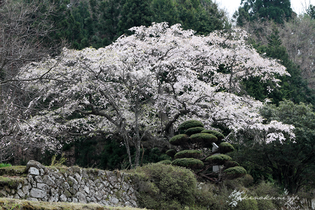 正光屋敷跡の桜 全景