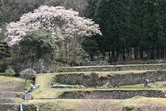 正光屋敷跡の桜 全景