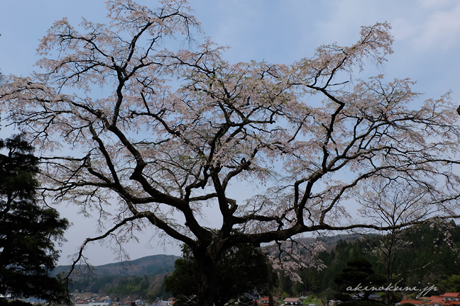 正光屋敷跡の桜 裏から