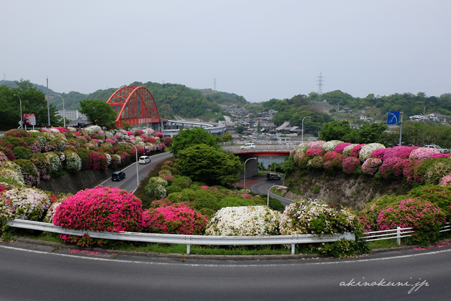 音戸の瀬戸 大橋とつつじ １